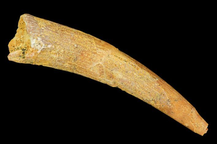 Pterosaur (Siroccopteryx) Tooth - Morocco #107966